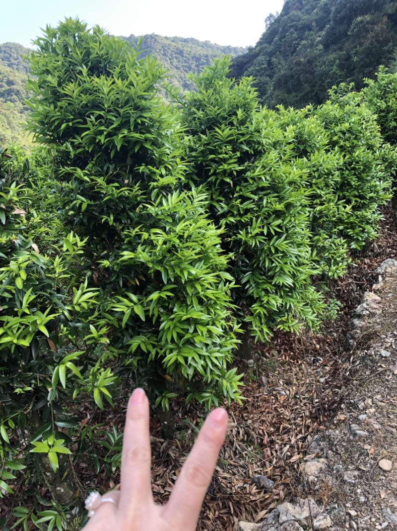 竹柏5到10公分精品原生