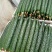 聊城精品油亮黄瓜鲜花带刺