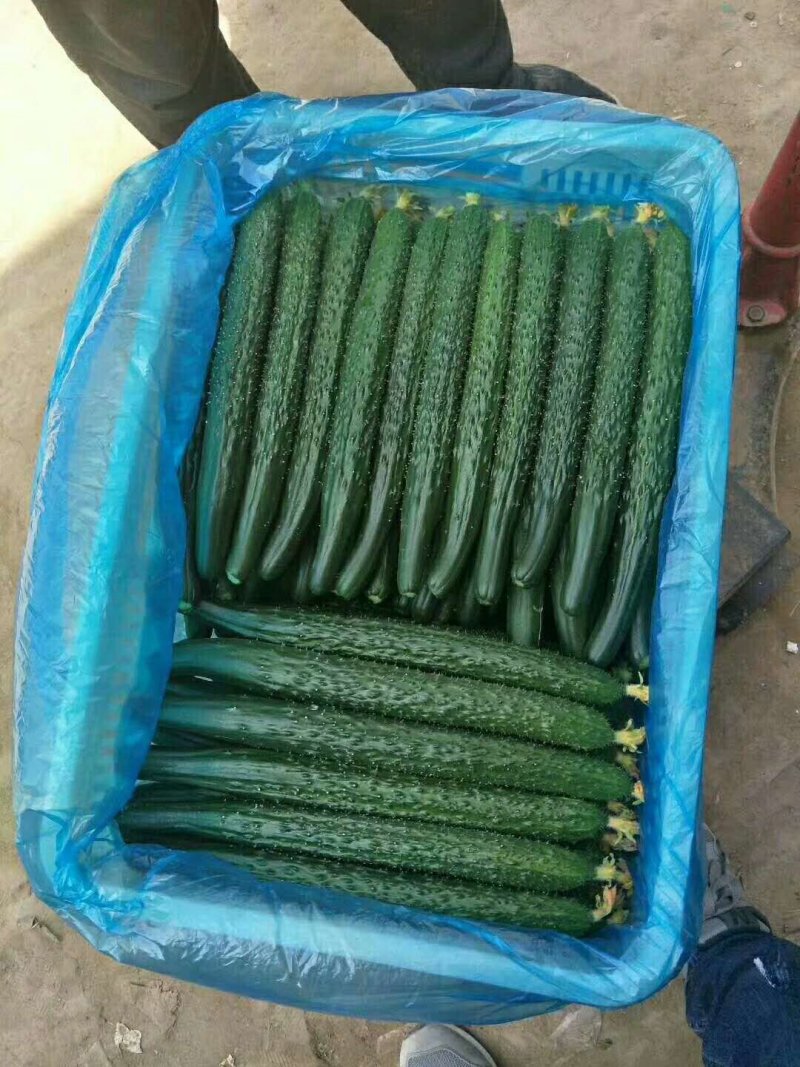 聊城精品油亮黄瓜鲜花带刺
