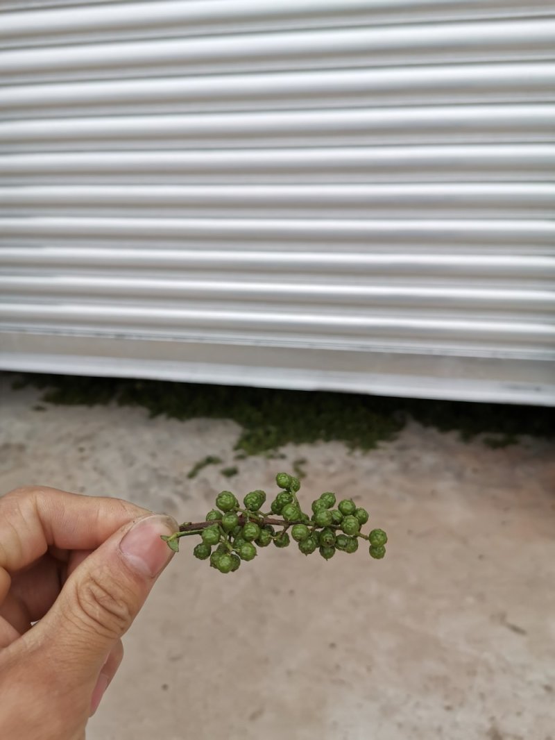 汉源青花椒农民种植粒粒浓香