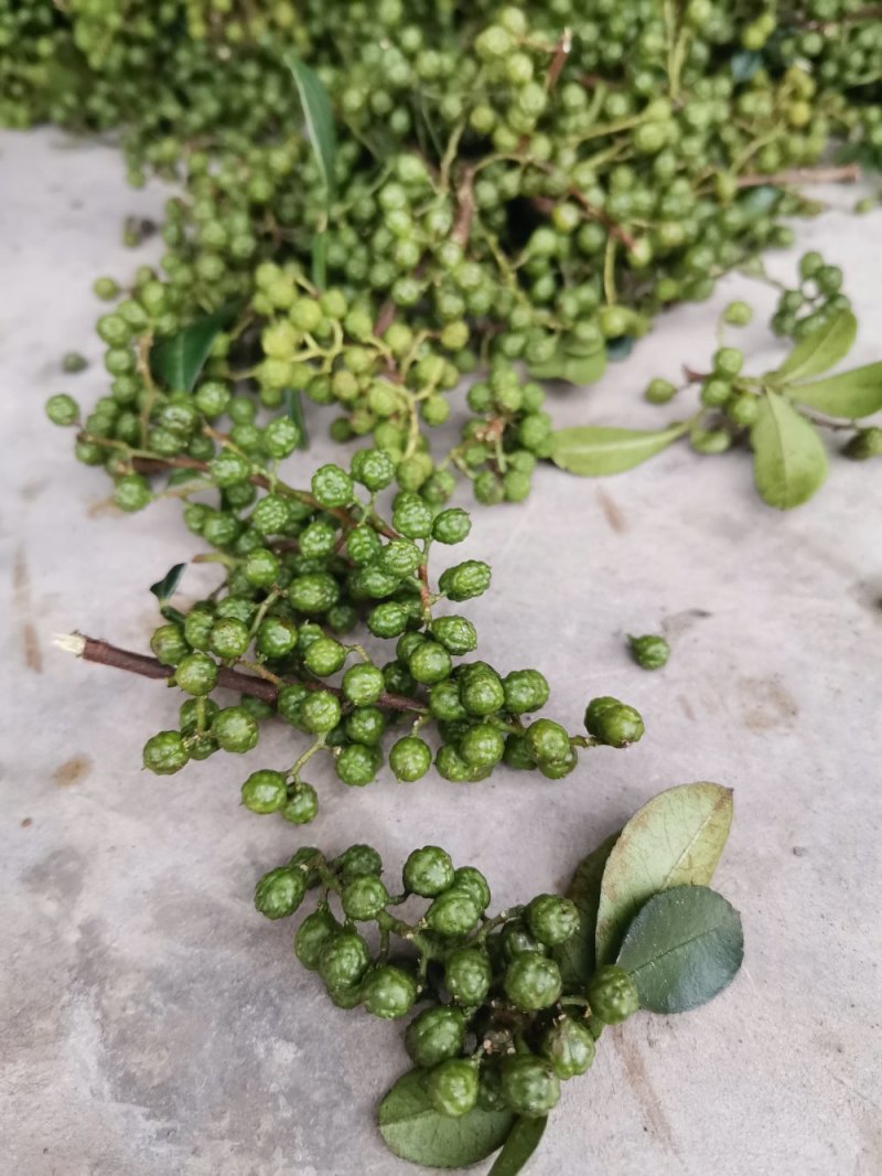 汉源青花椒农民种植粒粒浓香