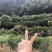 丹桂五六公分