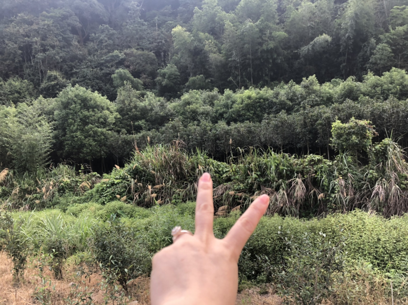 丹桂五六公分