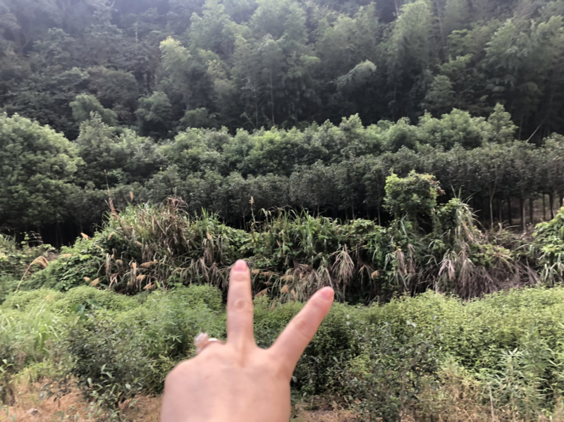 丹桂五六公分