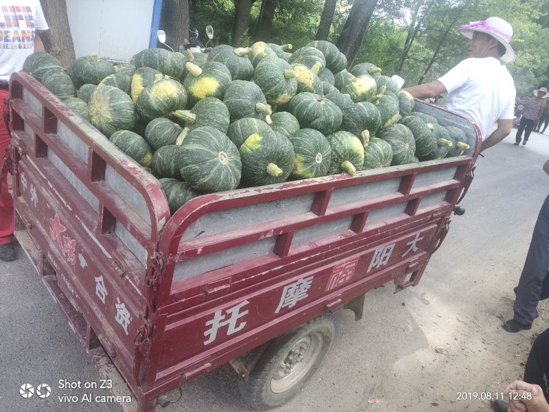 陕北自产自销沙地板栗南瓜，