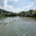 水库养鸭