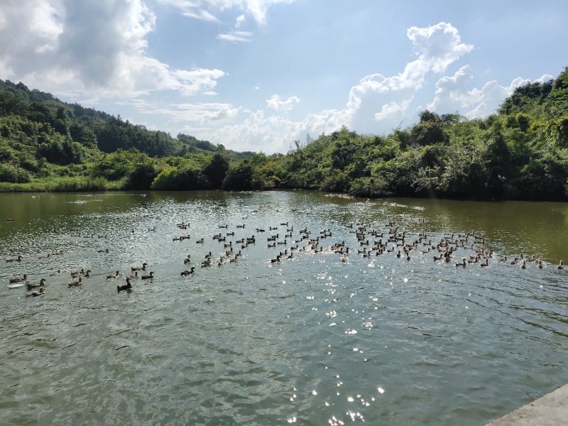 水库养鸭