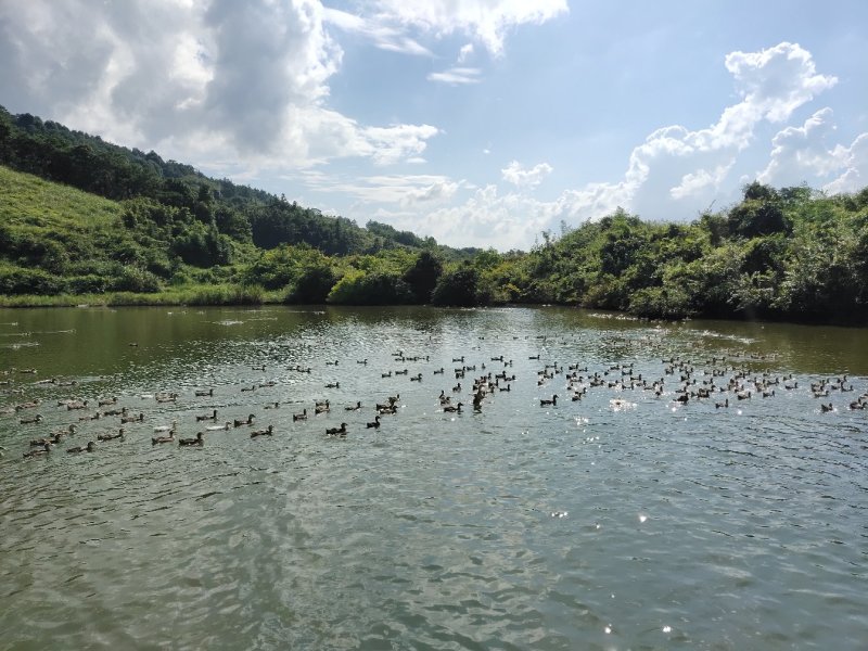 水库养鸭