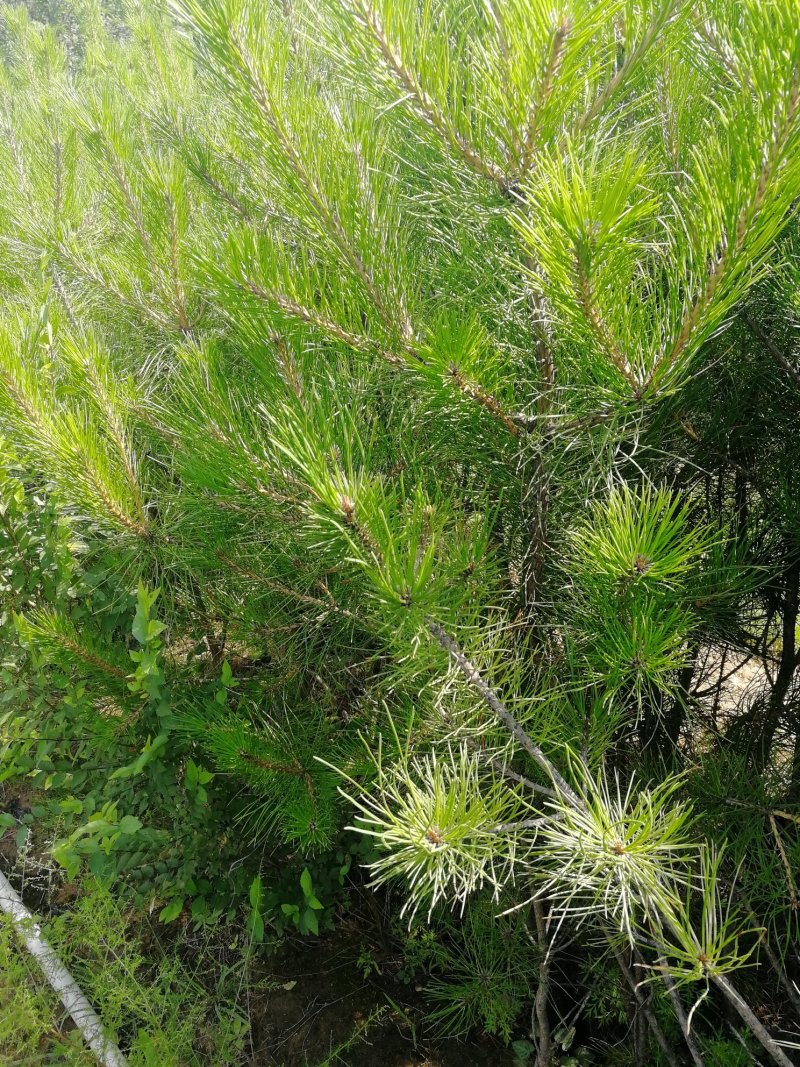 各种油松，占地杯