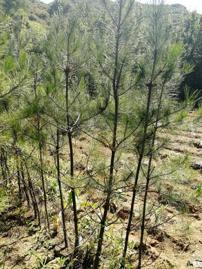 各种油松，占地杯