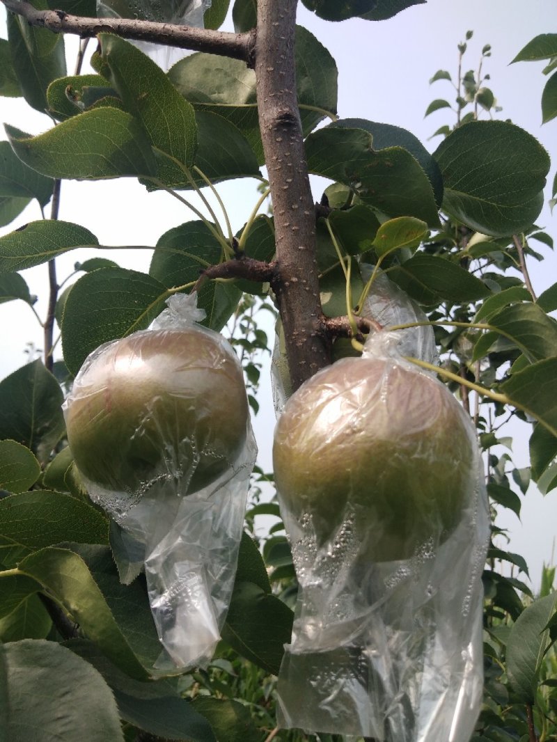 中华大美梨玉露香梨