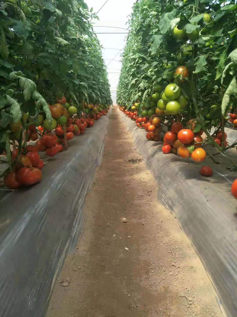 【🔥热卖】高山西红柿大量上市，基地直供，一手货源