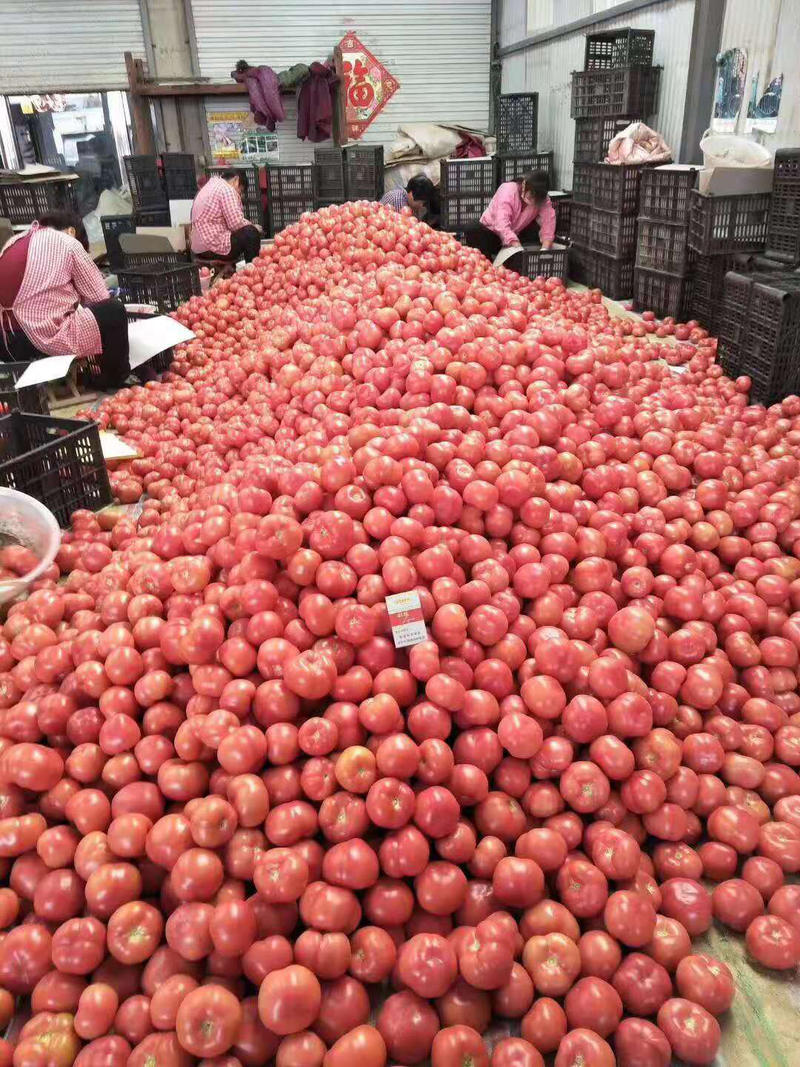 【🔥热卖】高山西红柿大量上市，基地直供，一手货源