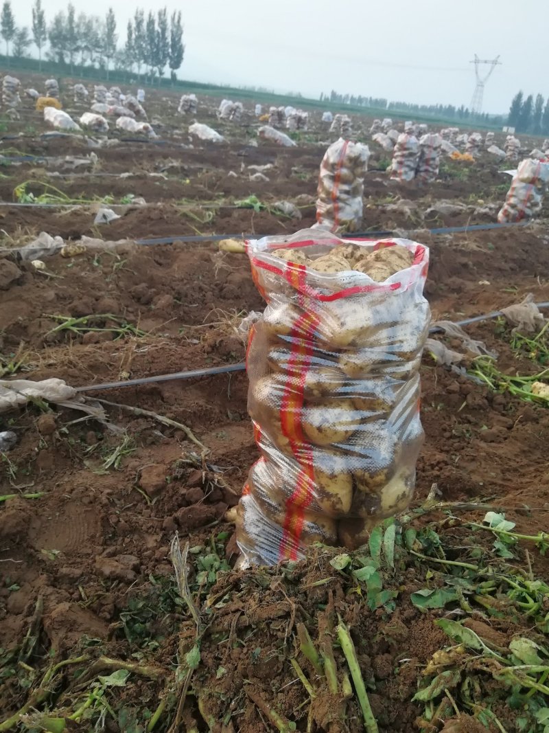土豆（226），黄皮白心，河北农户种植，价格便宜！