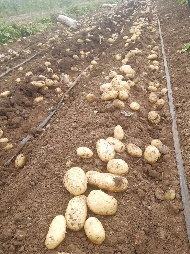 土豆（226），黄皮白心，河北农户种植，价格便宜！