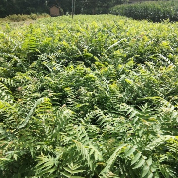 臭椿树苗20万