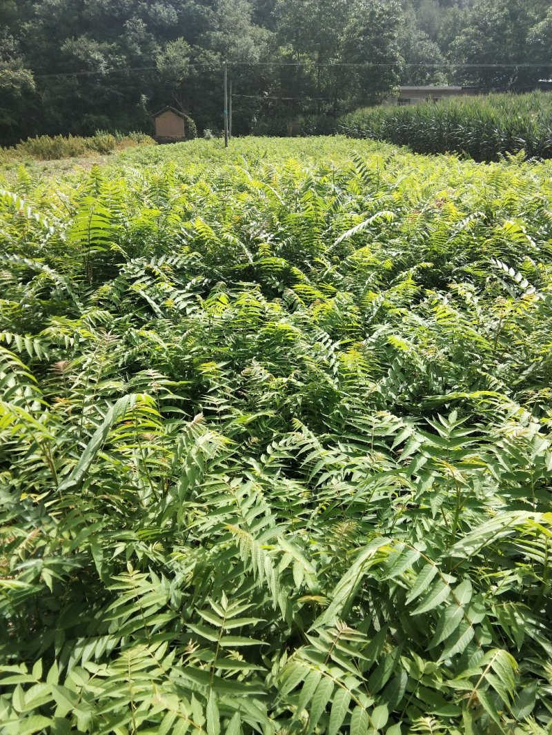 臭椿树苗20万