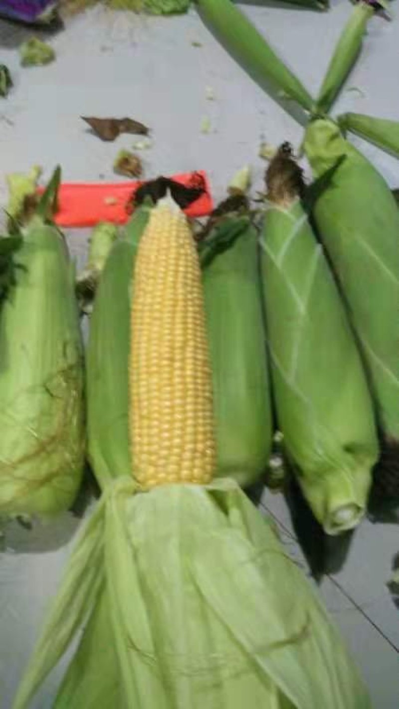 鲜玉米20~30%颗粒饱满