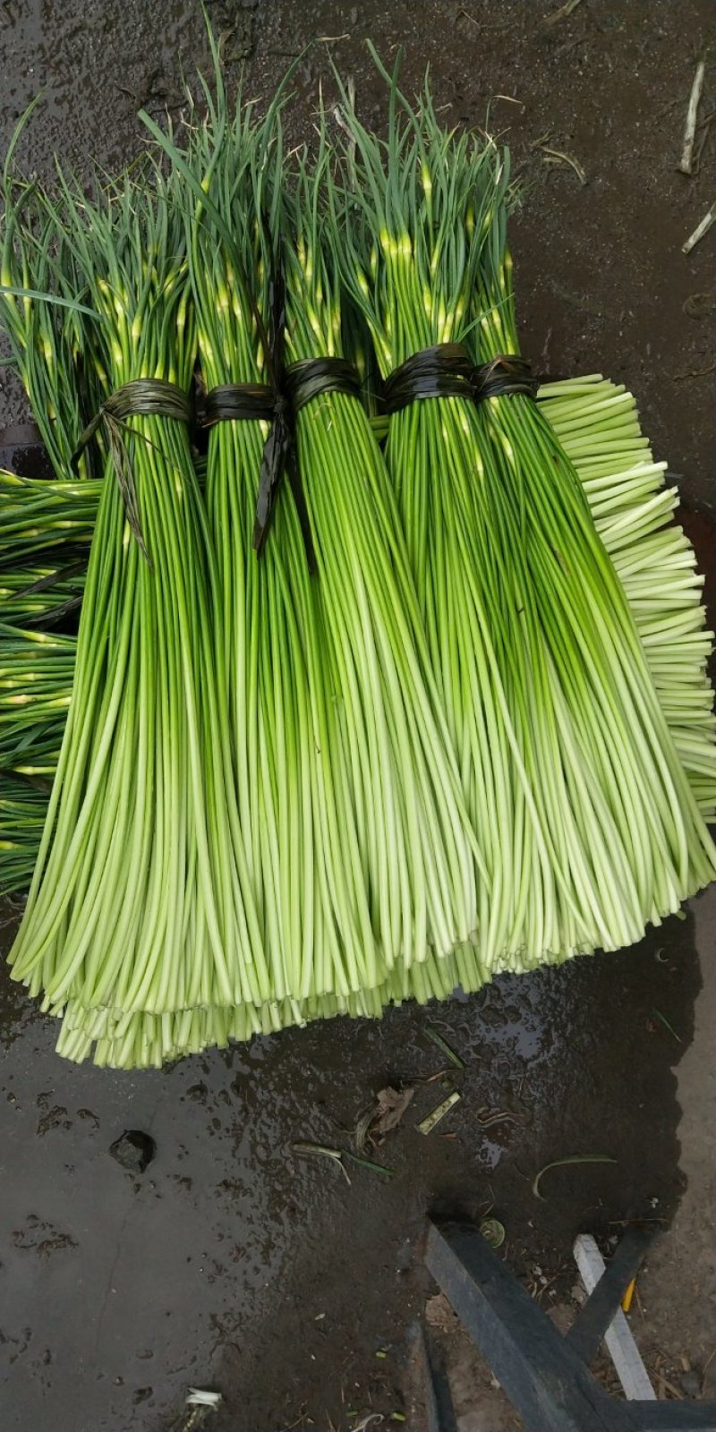 四川大蒜种蒜苔种苗蒜种红根蒜苗种葱种（源头好货）