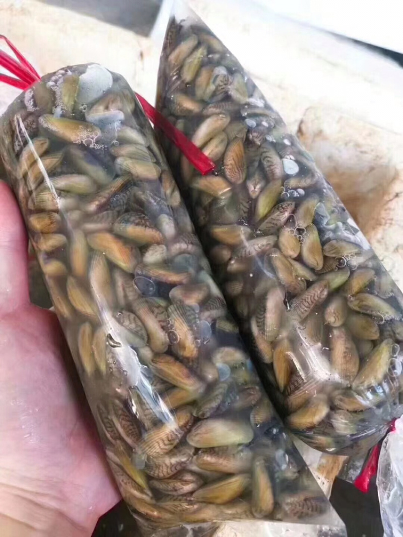 海瓜子鲜活当季薄壳带壳批发原产地汫洲直供配九层塔