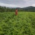 刺龙芽苗刺龙牙种苗长势好品种好机械化起苗损伤小