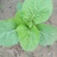 香菜，夏白菜五亩
