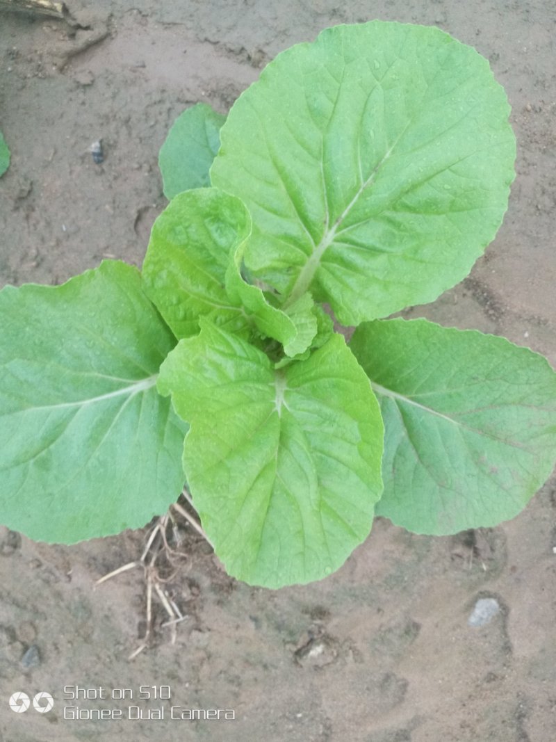 香菜，夏白菜五亩
