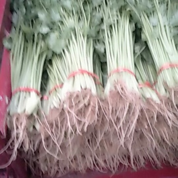 芹菜
