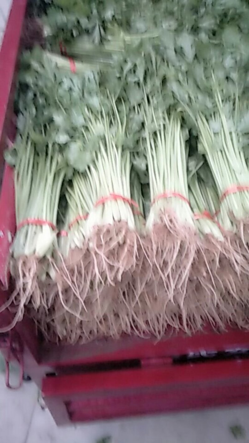 芹菜