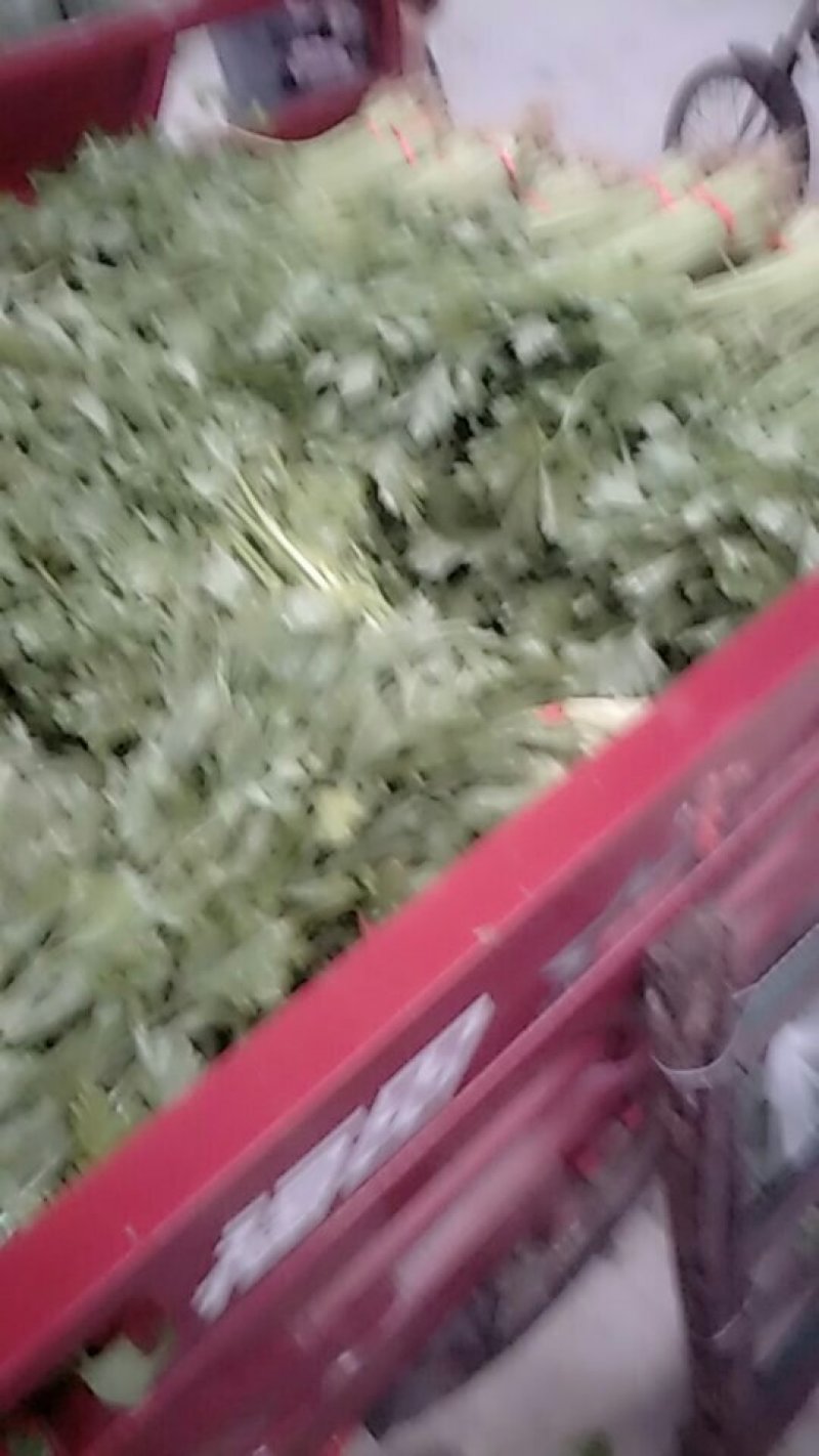 芹菜