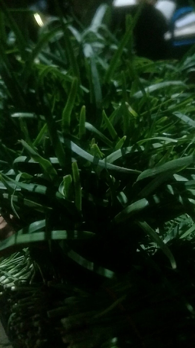 露天韭菜大量上市，欢迎各界老板选购。适合各个地区。