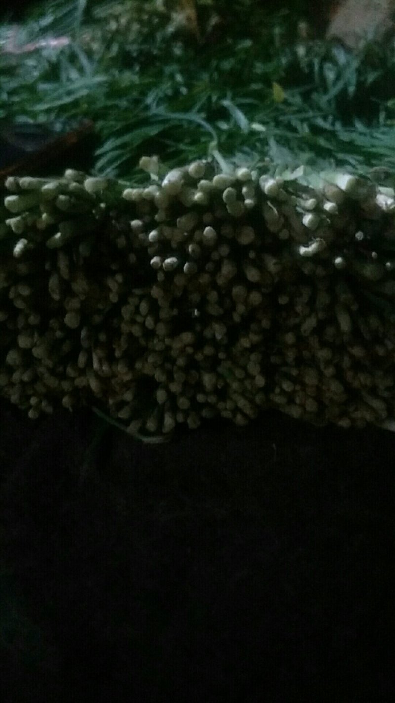 露天韭菜大量上市，欢迎各界老板选购。适合各个地区。