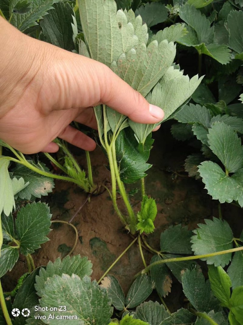 香蕉草莓苗脱毒草莓苗二代草莓苗现挖现卖包成活