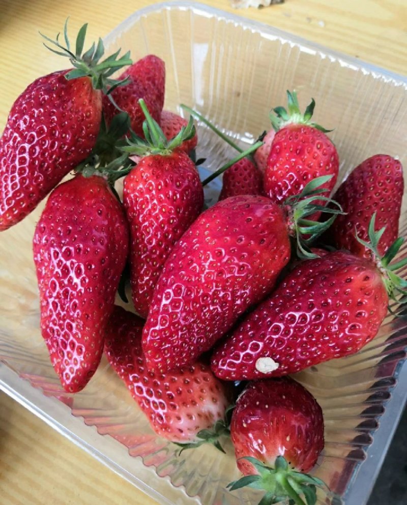 香蕉草莓苗脱毒草莓苗二代草莓苗现挖现卖包成活
