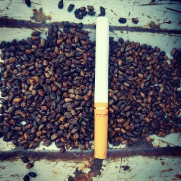 决明子，草决明大货