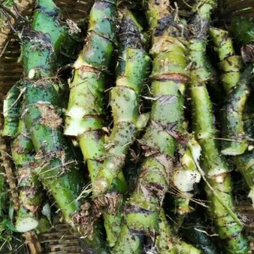 竹节慈茹、水刺芋、簕茨菇、旱茨菇