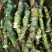 竹节慈茹、水刺芋、簕茨菇、旱茨菇