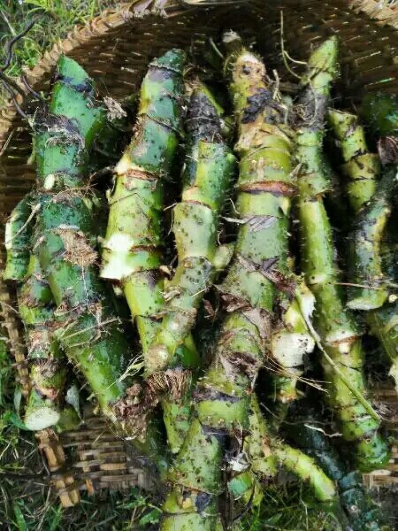 竹节慈茹、水刺芋、簕茨菇、旱茨菇