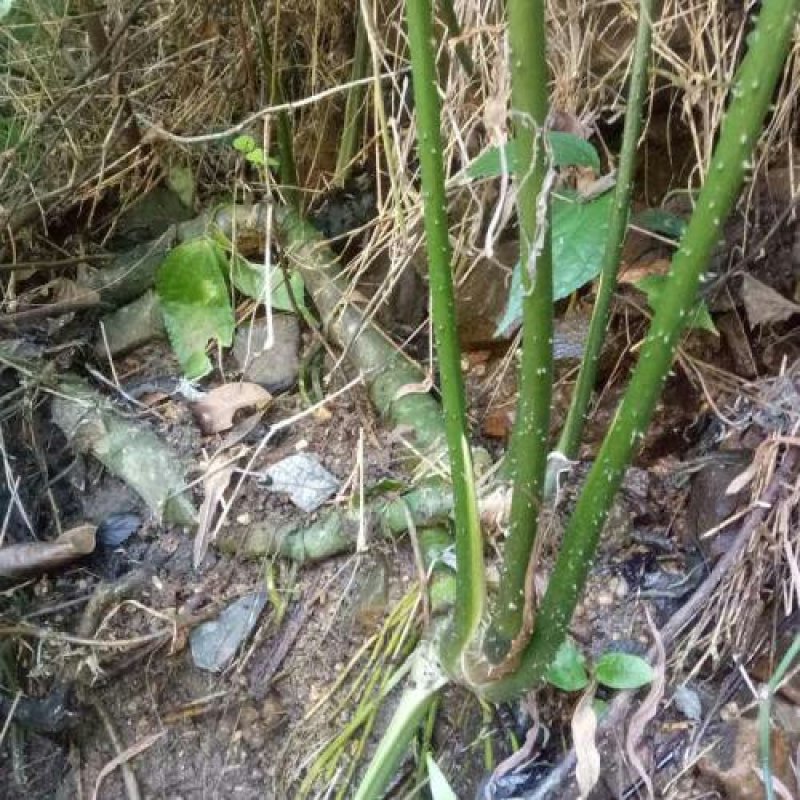 竹节慈茹、水刺芋、簕茨菇、旱茨菇