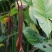 竹节慈茹、水刺芋、簕茨菇、旱茨菇