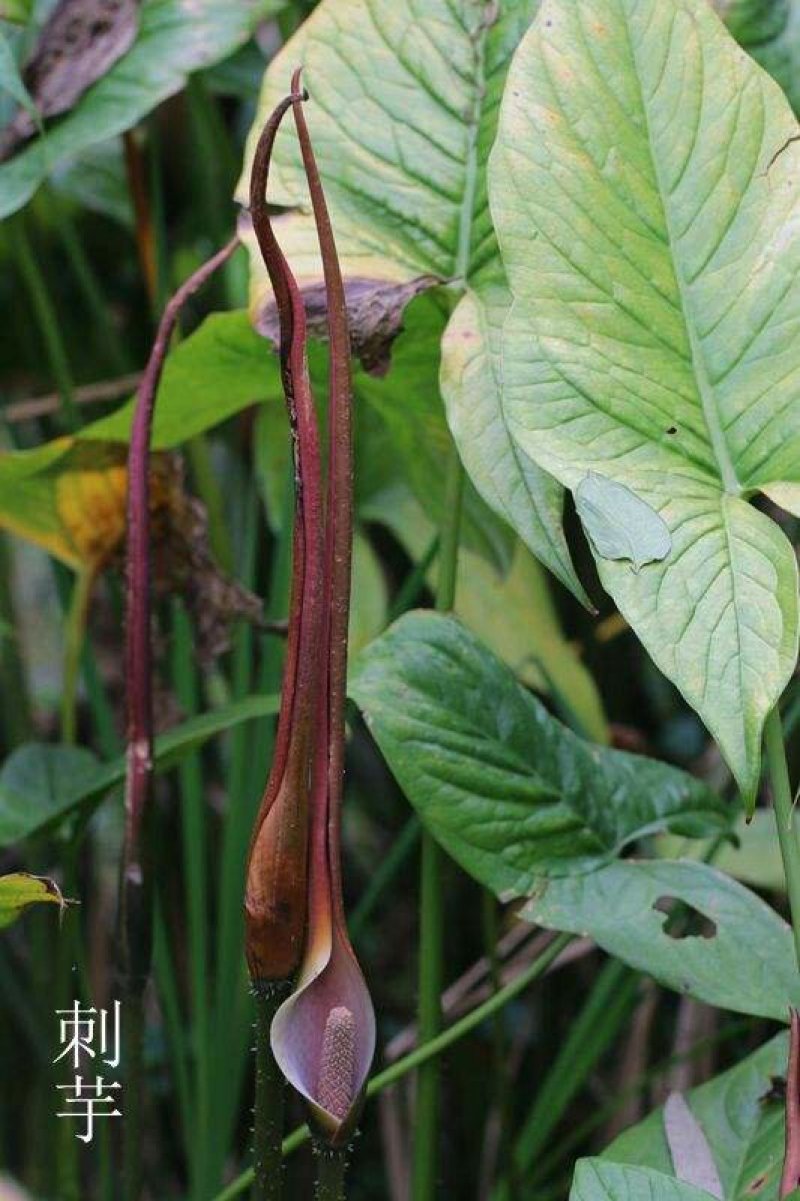竹节慈茹、水刺芋、簕茨菇、旱茨菇