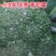 西兰花精品，质量保证大量供应，货量充足，欢迎采购。