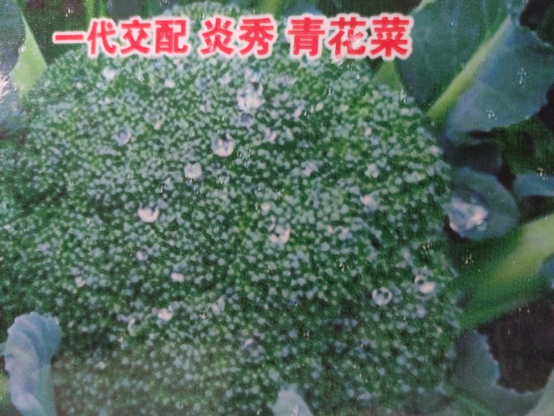 西兰花精品，质量保证大量供应，货量充足，欢迎采购。