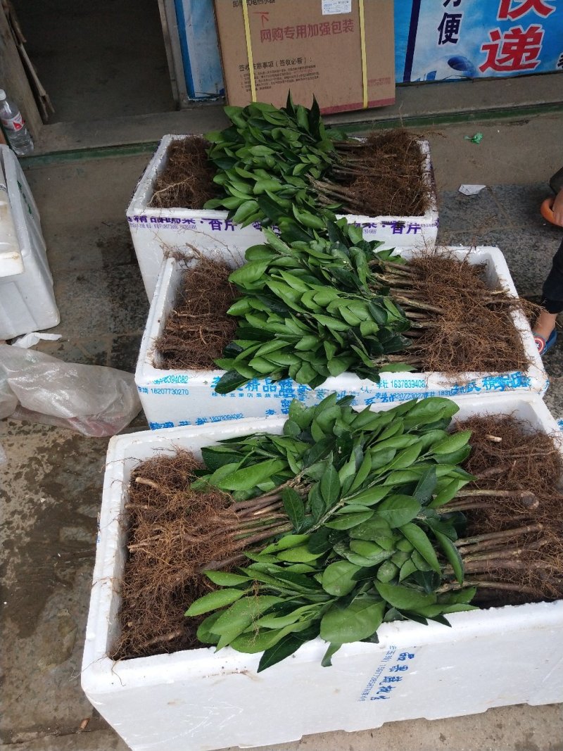 包邮20株起售特早柑苗大分4号早熟温州柑苗早柑苗