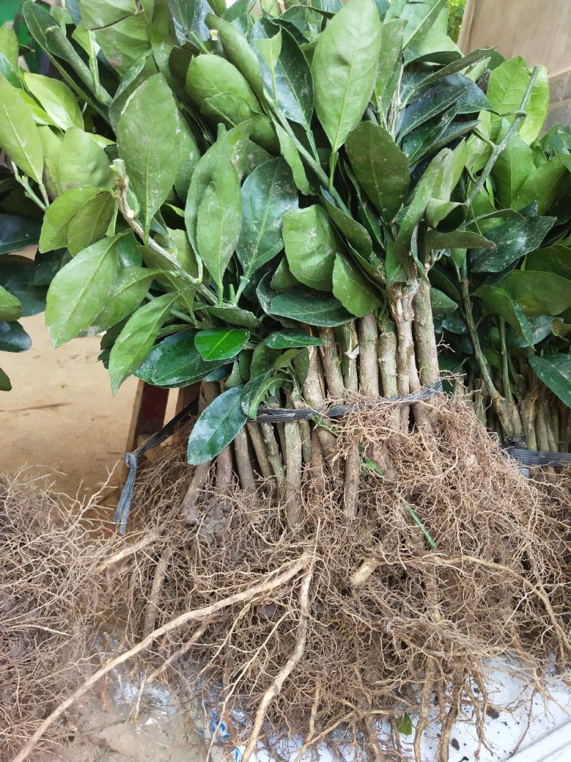 包邮20株起售特早柑苗大分4号早熟温州柑苗早柑苗