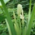 野生滴水观音花