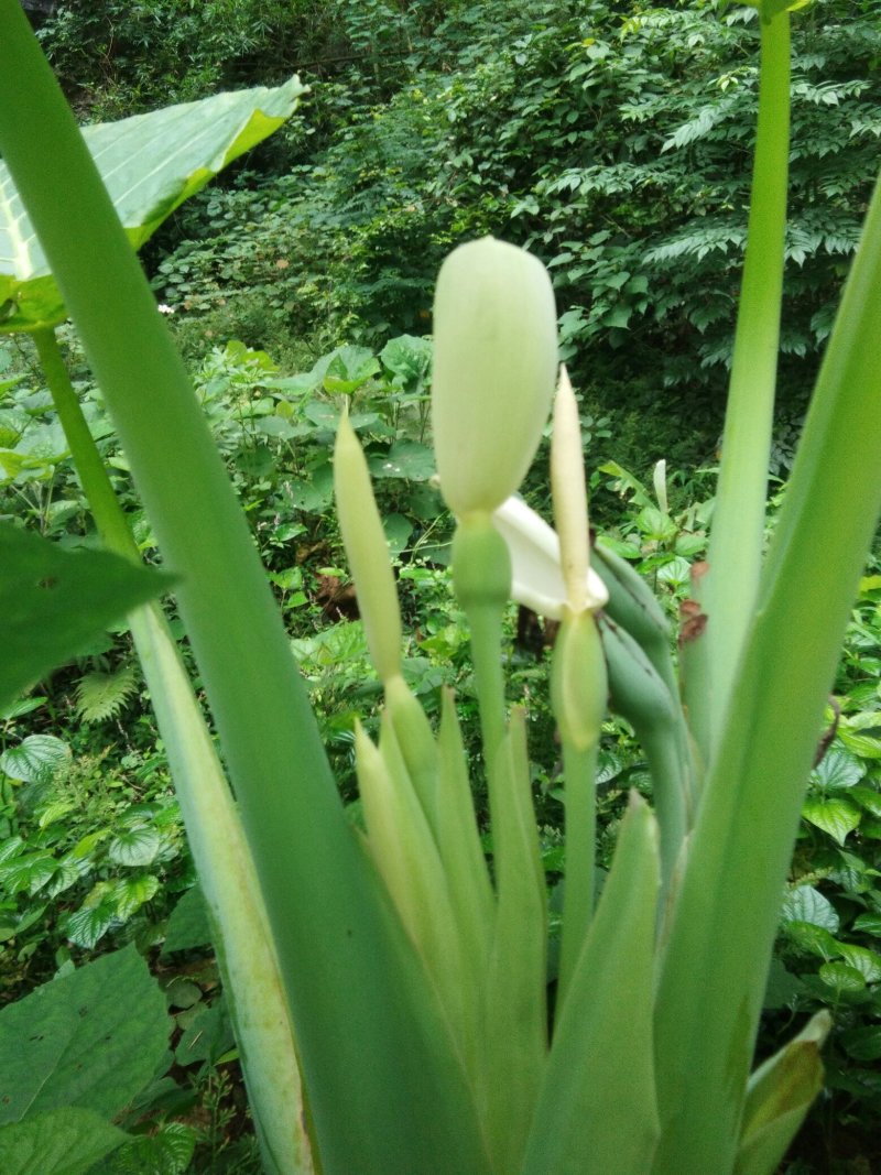 野生滴水观音花