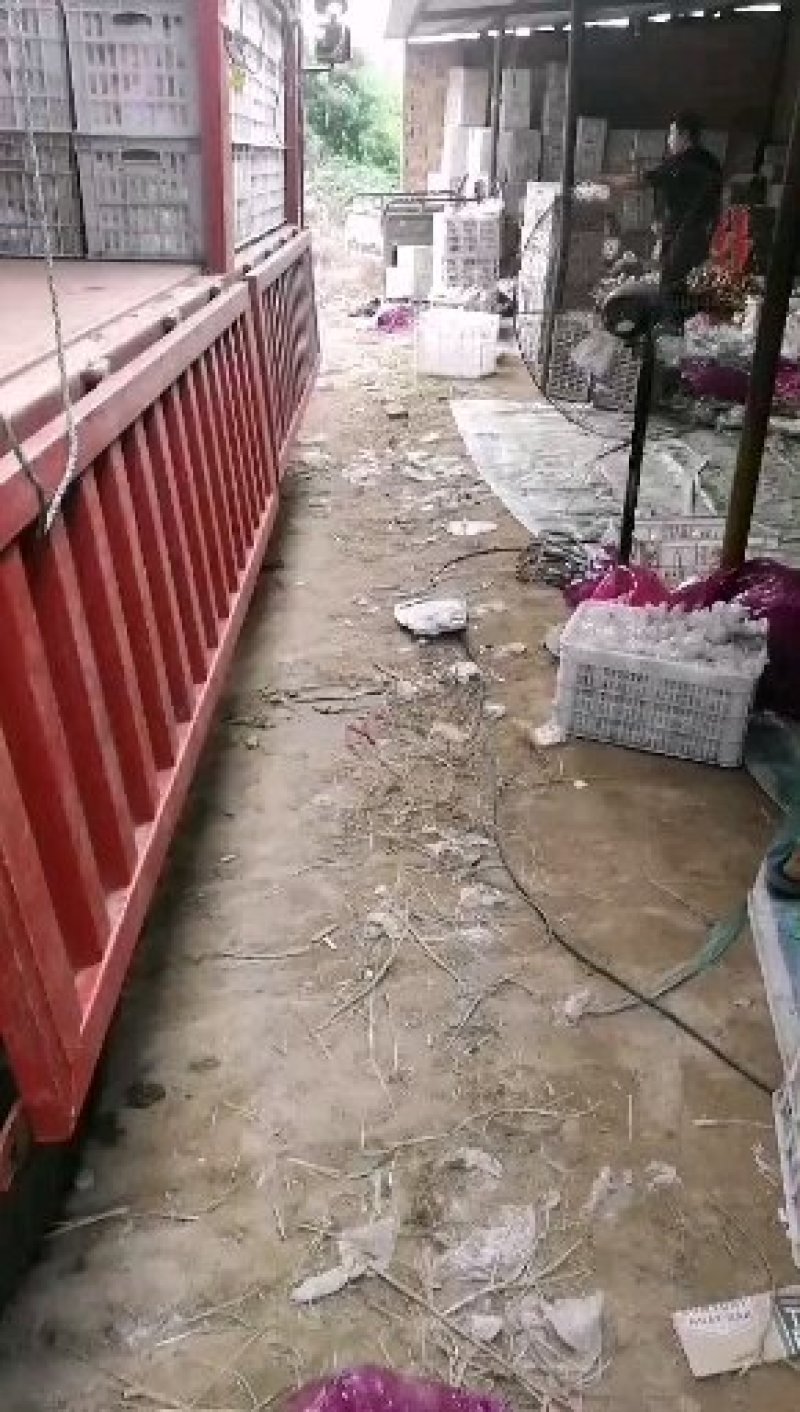 美八，富士，红星，中秋王，个头，颜色，表光好，价格美丽
