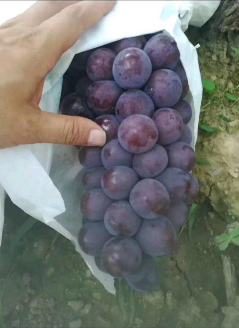 户太八号大量供应支持视频看货，欢迎老板前来看货
