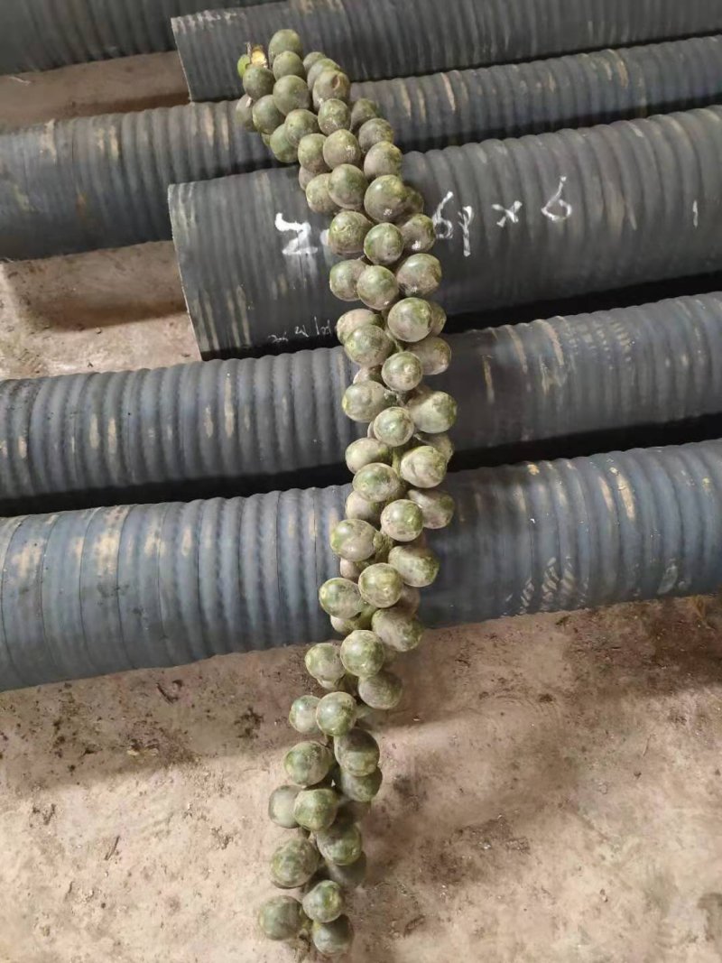 新鲜追风果有大中小三种